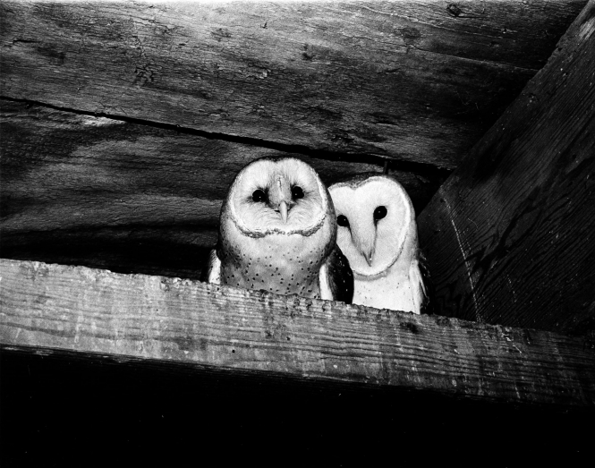 Black and white photo of two owls