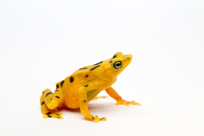 Bright yellow frog against white background
