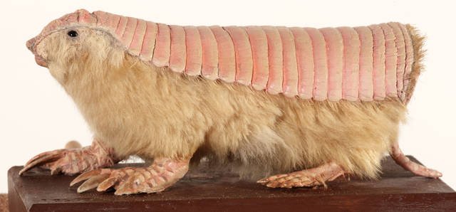 The Elusive Furry Pink Fairy Armadillo | The Strangest Animals