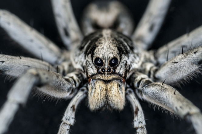 Wolf Spider  Smithsonian Institution