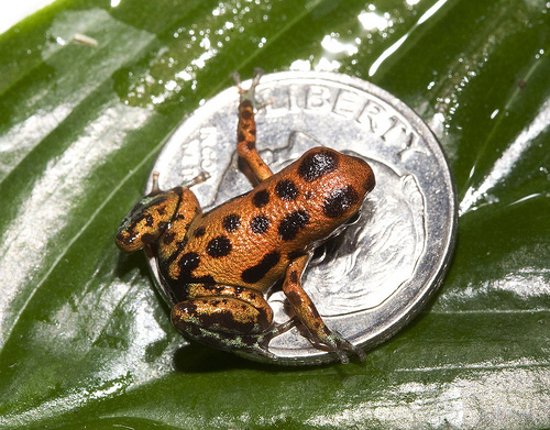 Strawberry Dart Frog  Smithsonian Institution