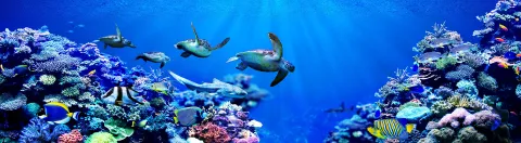 sea turtles swimming in a colorful reef