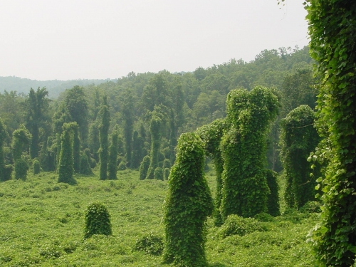 Kudzu covered forest