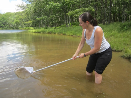 Carly Muletz Wolz holds a net in a muddy river.