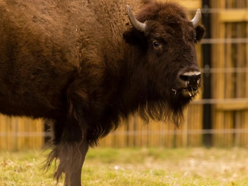 An American bison standing and looking at the camera. 