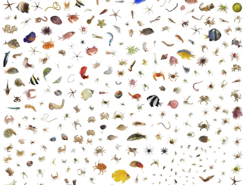 A grid of about 300 different marine animals on a white background. They include fish and shellfish.