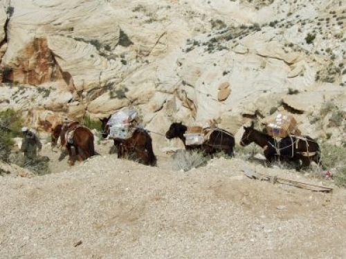 mule train in Grand Canyon