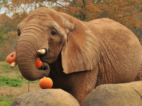elephant with pumpkin