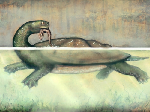 turtle eating small animal