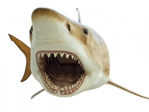 Megalodon with its moth open, showing many sharp teeth