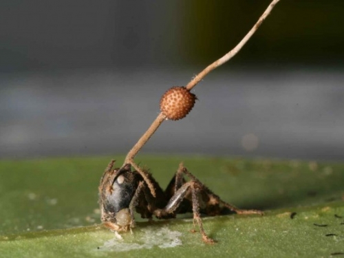 fungus spike on dead ant