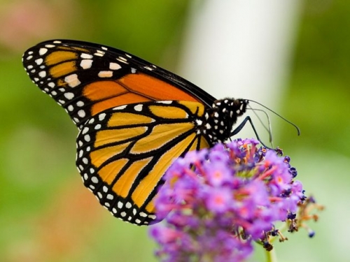 Monarch butterfly on flower