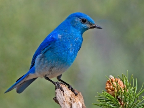 blue bird on a conifer.