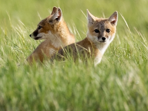 Two swift foxes sit in the middle of green grass.