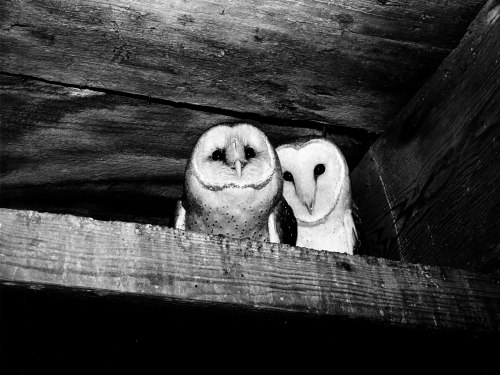 Two barn owls on a perch