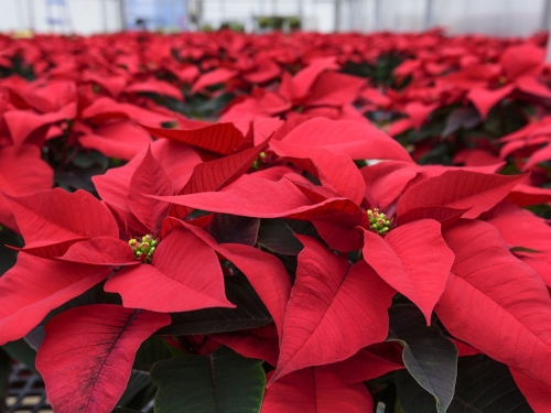 Room filled with red poinsettias