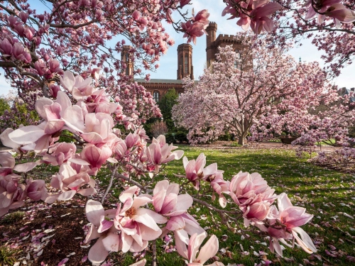 Saucer magnolia trees with pink flowers in front of the Smithsonian Castle building.