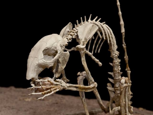 Skeleton of a small rodent holding a nut