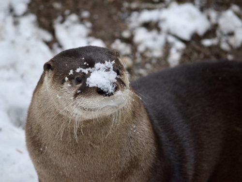 An otter with snow on their nose.