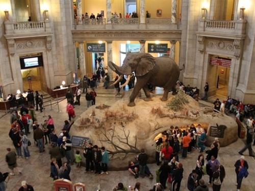 Visitors in Rotunda, Natural History Museum