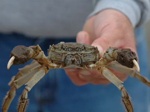 Chesapeake Bay blue crab