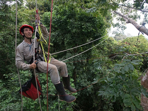 man using ropes to navigate tree canopy