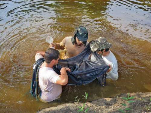 Three people wade in a river to carry a fish using a tarp