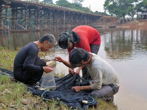 Three people kneel to examine a fish specimen next to a river