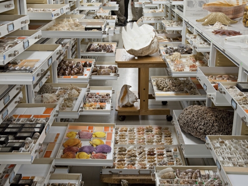collection drawers showing invertebrates