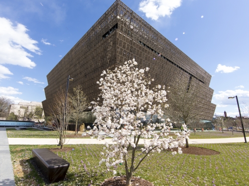 Museum exterior with flowering tree in foreground