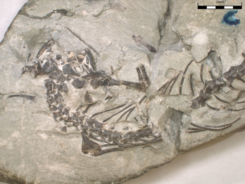 Fossil of a lizard skeleton