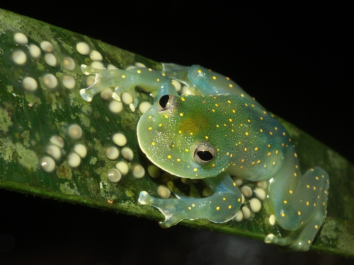 Green frog with eggs on leaf