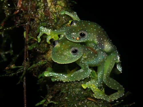 pair of green frogs on tree branch