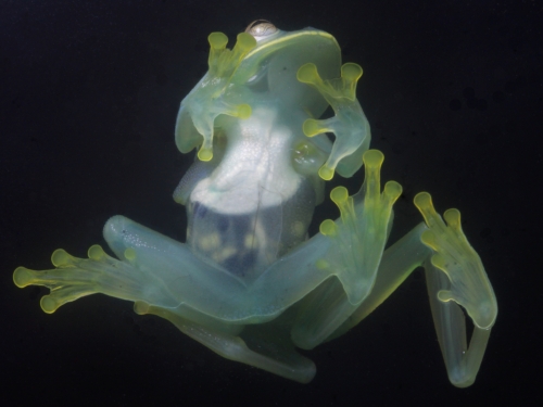 Pair of green glass frogs