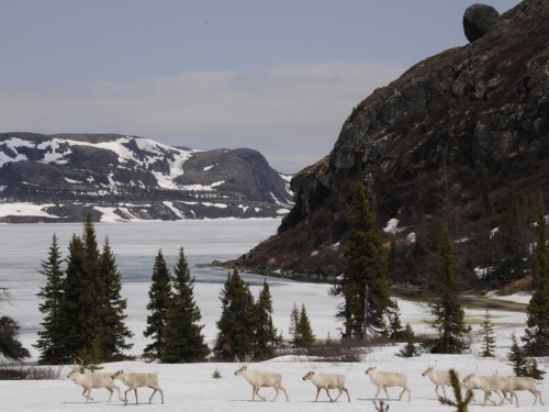 Small herd of caribou walking across snow with mountains in background