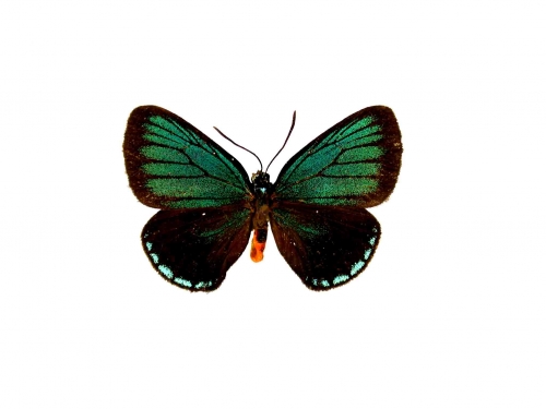 atala butterfly upperside