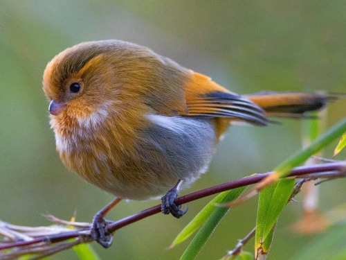 Bird perched on small wooden branch