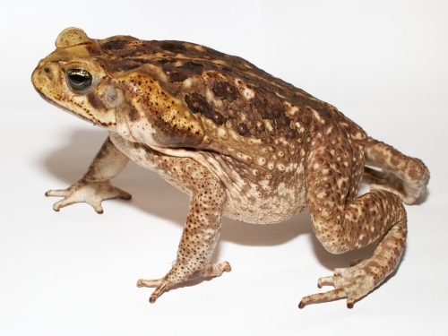 Brownish toad