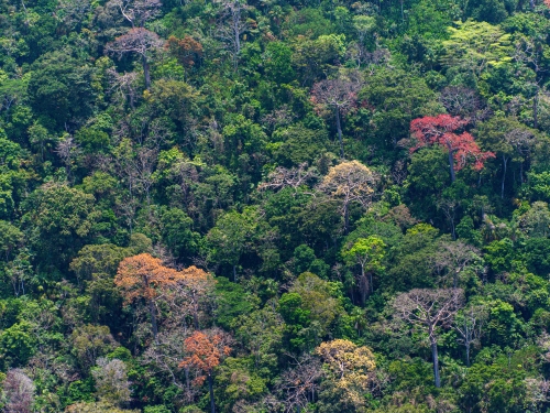 Aerial photo of tropical forest