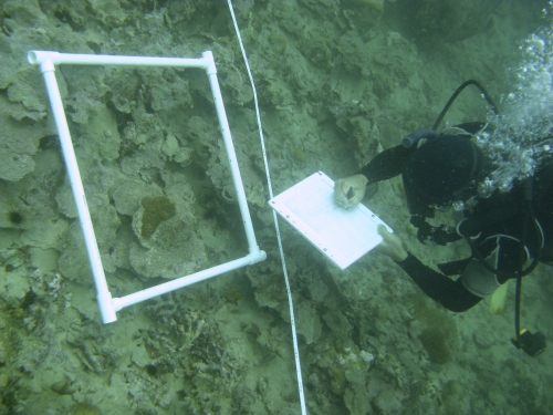 diver surveys reef