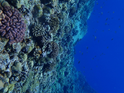 Partiallyliving coral reef