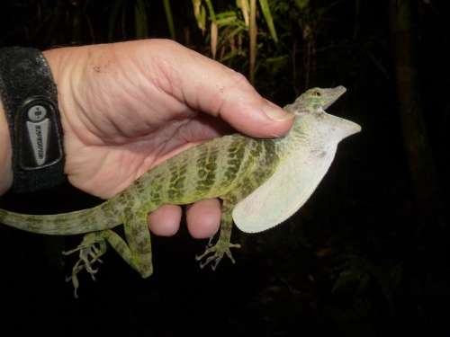 researcher holding lizard