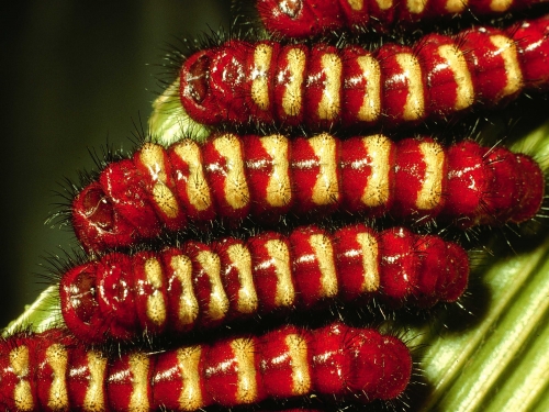 red and yellow caterpillars