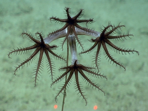 Four small corals with dark centers and long spokes float against light colored ocean floor.