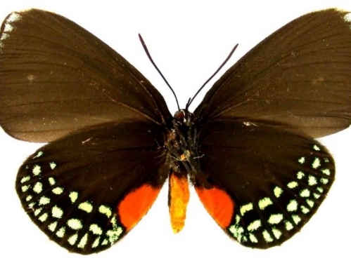 gotardii butterfly underside