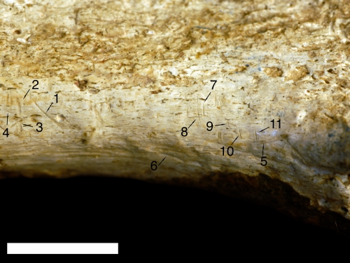 Close-up of cut marks on fossil tibia