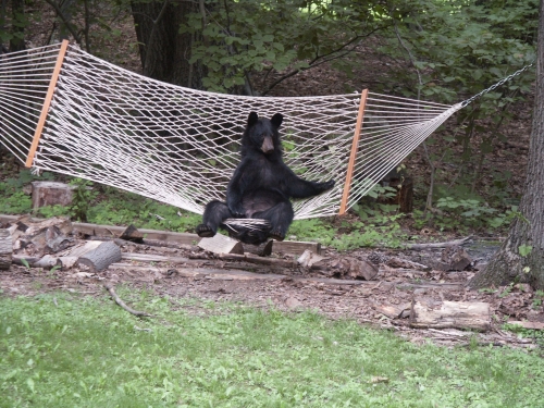 bear in a hammock