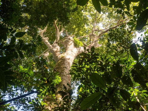 Looking up the trunk of a large tree toward the canopy
