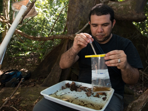 Researcher collecting mosquitoes
