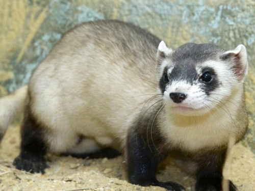 Photo of black-footed ferret